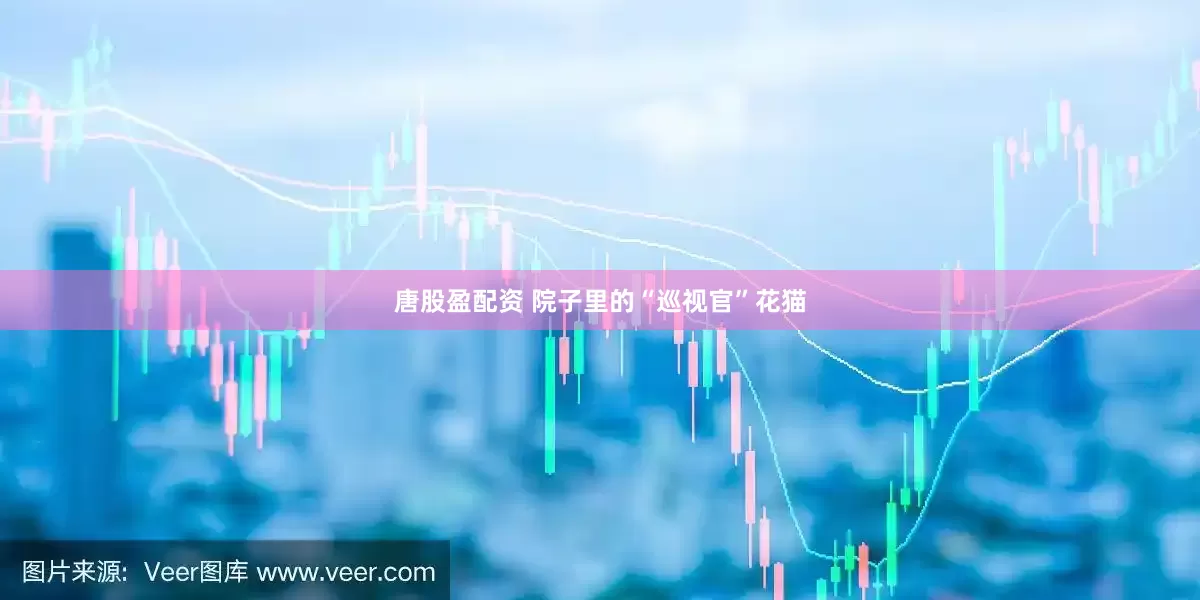 唐股盈配资 院子里的“巡视官”花猫